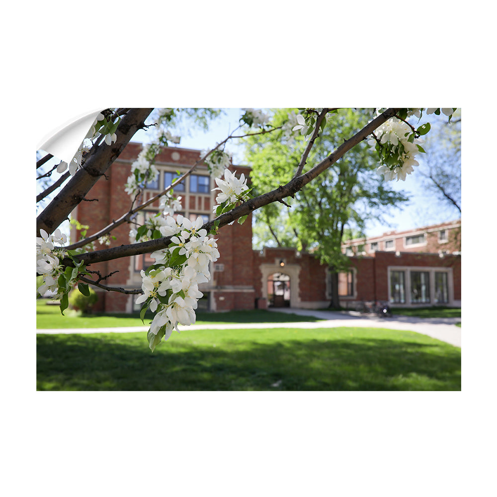 North Dakota Fighting Hawks - Cherry Blossoms - College Wall Art #Canvas