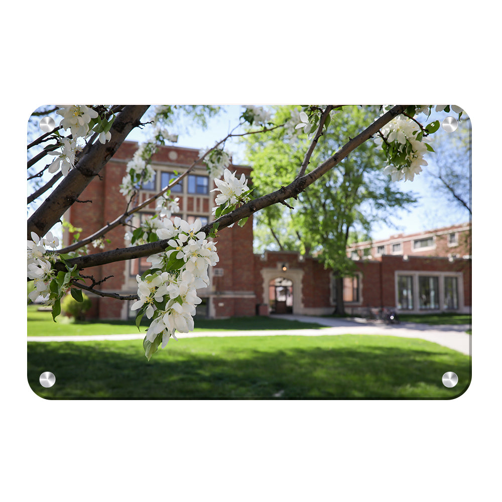 North Dakota Fighting Hawks - Cherry Blossoms - College Wall Art #Canvas