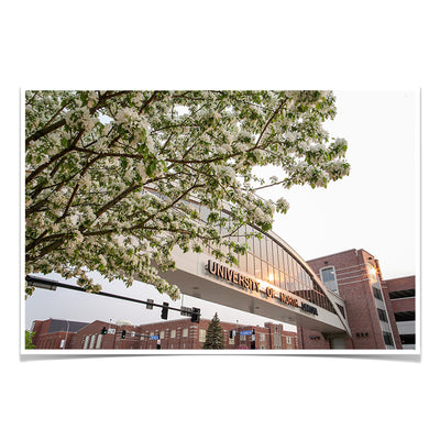 North Dakota Fighting Hawks - University of North Dakota Cherry Blossoms - College Wall Art #Poster