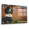 Tennessee Volunteers - Smokey - College Wall Art #Acrylic