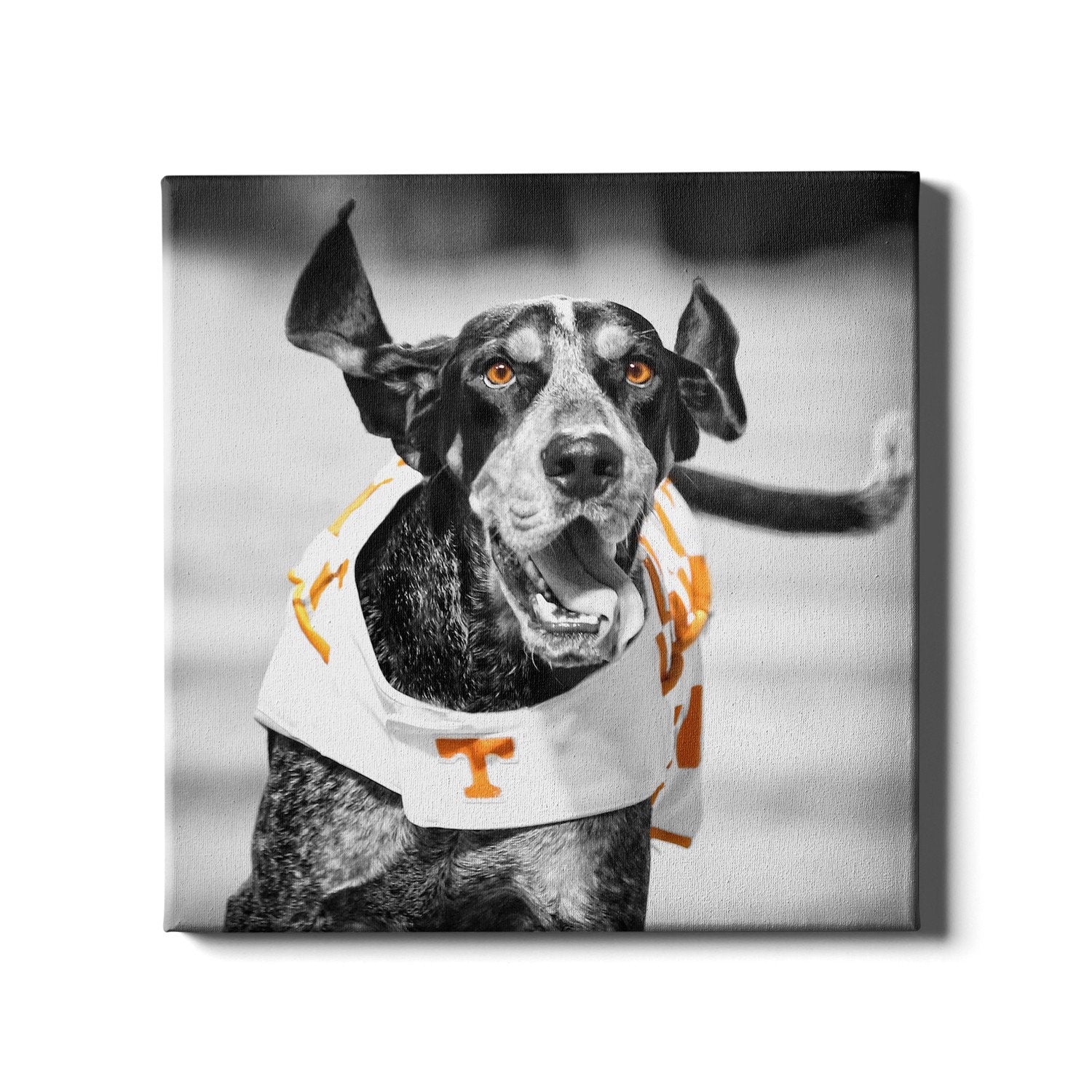 University Of Tennessee Pet Gear, Tennessee Vols Collars