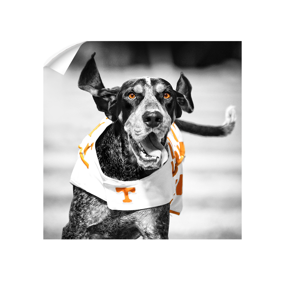 Tennessee Volunteers - Smokey TD - College Wall Art #Canvas