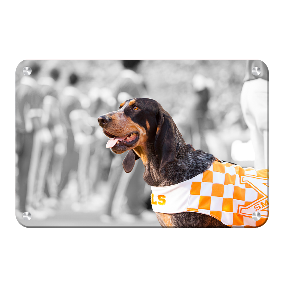 Tennessee Volunteers - Smokey X - College Wall Art #Canvas