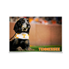 Tennessee Volunteers - Smokey - College Wall Art #Poster