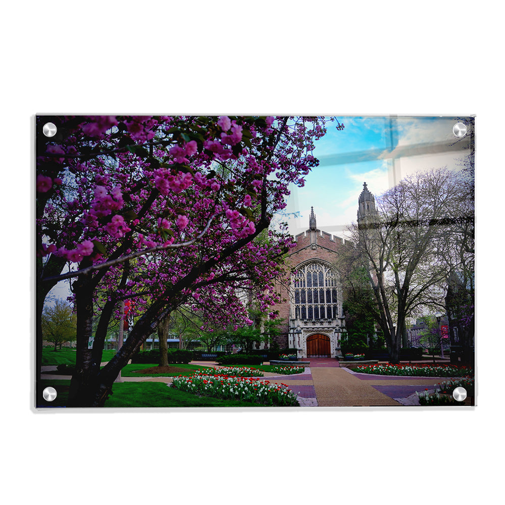 Washington University Bears - Cherry Blossoms - College Wall Art #Canvas
