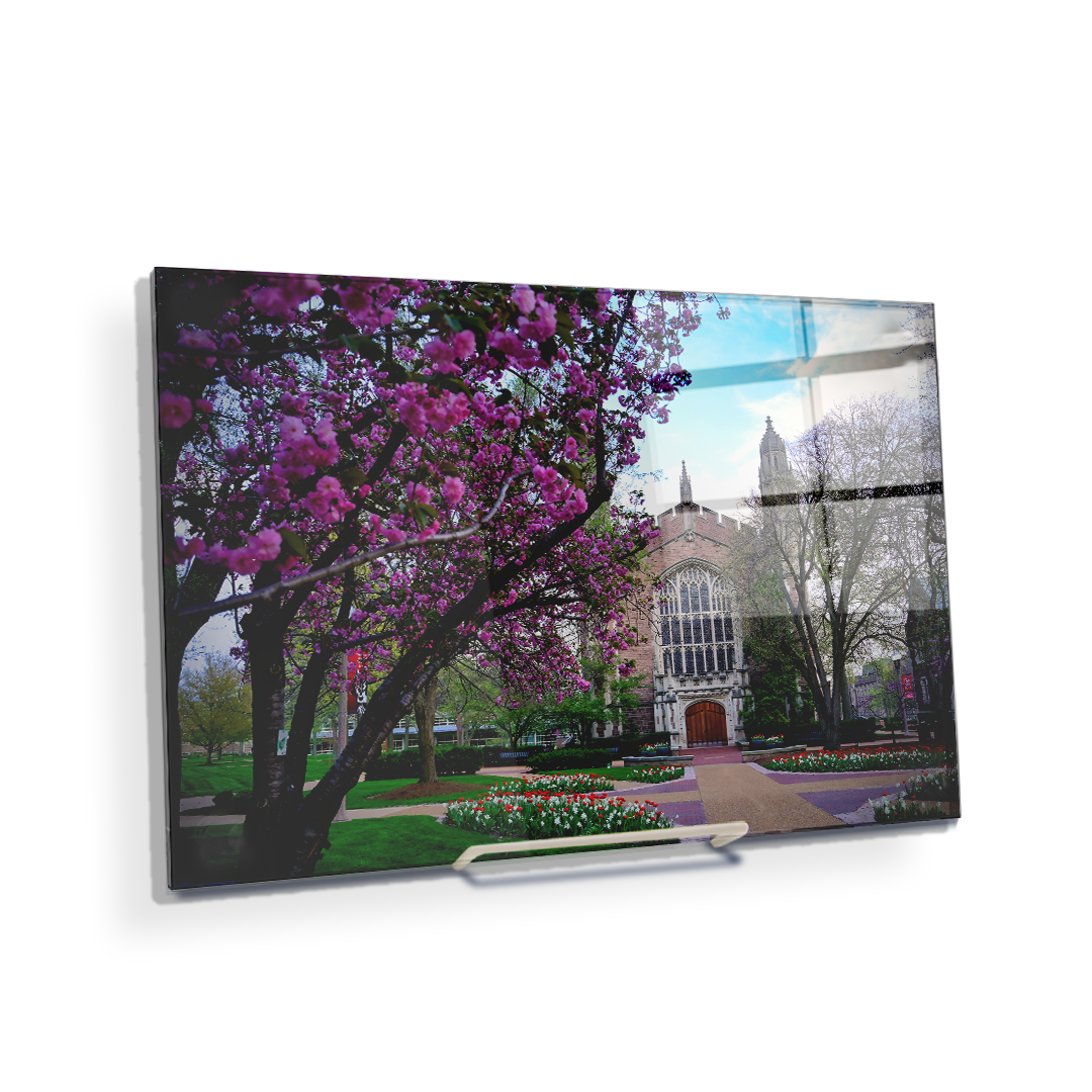 Washington University Bears - Cherry Blossoms - College Wall Art #Canvas