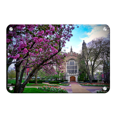 Washington University Bears - Cherry Blossoms - College Wall Art #Metal