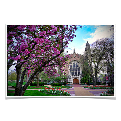 Washington University Bears - Cherry Blossoms - College Wall Art #Poster