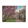 Washington University Bears - Cherry Blossoms - College Wall Art #Wood