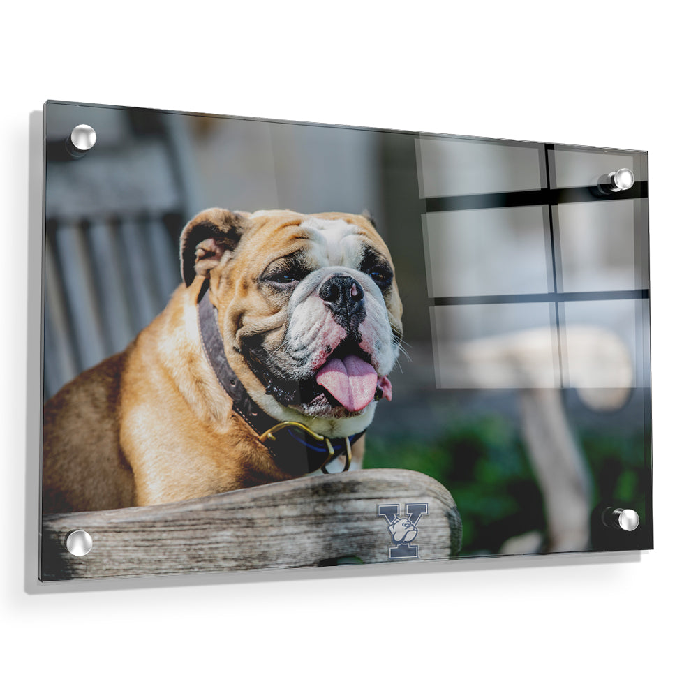 Yale Bulldogs - Handsome Dan Chill'in #Canavs