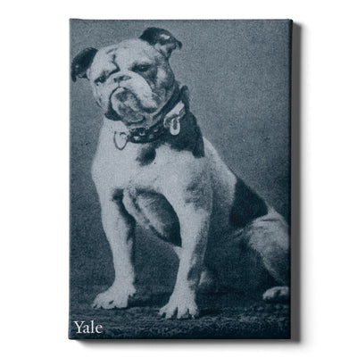 Yale Bulldogs - Vintage 1889 Handsome Dan -College Wall Art #Canvas