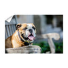 Yale Bulldogs - Handsome Dan Chill'in #Wall Decal
